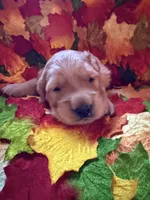 Prince , a male Golden Retriever for sale in Virginia, VA – 2 of 10