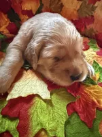 Prince , a male Golden Retriever for sale in Virginia, VA – 8 of 10