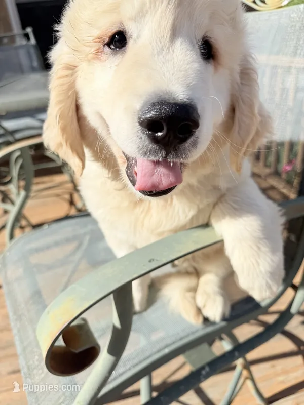 Ringo  – Golden Retriever puppy for sale in Virginia, VA
