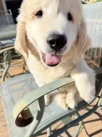Ringo , a male Golden Retriever for sale in Virginia, VA – 1 of 10
