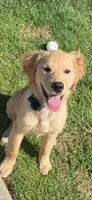 Charlie, a male Golden Retriever for sale in Virginia, VA – 2 of 9