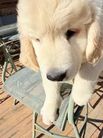 Ringo , a male Golden Retriever for sale in Virginia, VA – 3 of 10