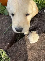 Jasper, a male Goldendoodle for sale in Virginia, VA – 2 of 10