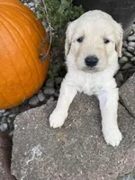 Jasmine , a female Goldendoodle for sale in Virginia, VA – 5 of 10