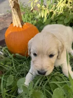 Tanya , a female Goldendoodle for sale in Virginia, VA – 4 of 10