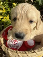 Lilly Rose , a female Goldendoodle for sale in Virginia, VA – 2 of 10