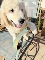 Ringo , a male Golden Retriever for sale in Virginia, VA – 6 of 10