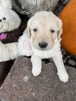 Melody , a female Goldendoodle for sale in Virginia, VA – 2 of 10