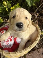 Lilly Rose , a female Goldendoodle for sale in Virginia, VA – 9 of 10