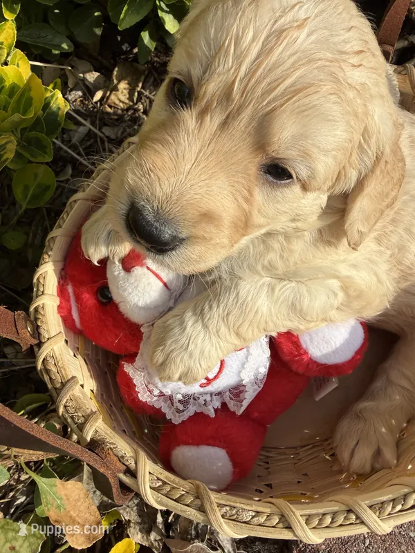 Lilly Rose  – Goldendoodle puppy for sale in Virginia, VA