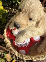 Lilly Rose , a female Goldendoodle for sale in Virginia, VA – 1 of 10