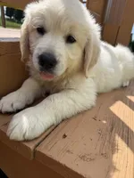 Snowflake , a female English Cream Golden Retriever for sale in Virginia, VA – 7 of 10