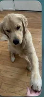 Charlie, a male Golden Retriever for sale in Virginia, VA – 1 of 9