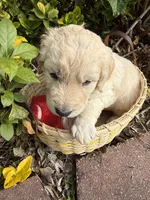 Blizzard , a male Goldendoodle for sale in Virginia, VA – 8 of 10