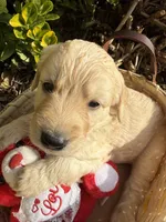 Lilly Rose , a female Goldendoodle for sale in Virginia, VA – 8 of 10