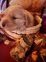 Princess , a female Golden Retriever for sale in Virginia, VA – 3 of 10