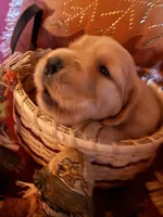 Princess , a female Golden Retriever for sale in Virginia, VA – 4 of 10