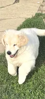 Ringo , a male English Cream Golden Retriever for sale in Virginia, VA – 4 of 10