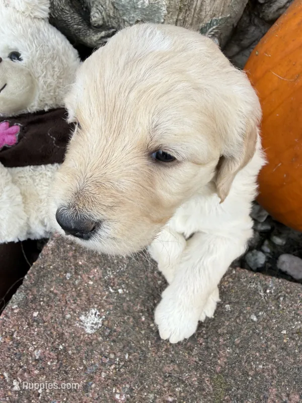 Melody  – Goldendoodle puppy for sale in Virginia, VA