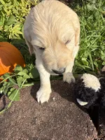 Jasper, a male Goldendoodle for sale in Virginia, VA – 4 of 10