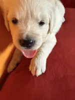 Snowflake , a female English Cream Golden Retriever for sale in Virginia, VA – 6 of 10