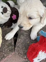 Nipper, a male Goldendoodle for sale in Virginia, VA – 4 of 10