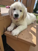 Snowflake , a female English Cream Golden Retriever for sale in Virginia, VA – 10 of 10