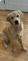 Charlie, a male Golden Retriever for sale in Virginia, VA – 3 of 9