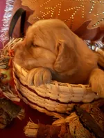 Princess , a female Golden Retriever for sale in Virginia, VA – 7 of 10