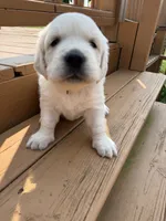 Snowflake , a female English Cream Golden Retriever for sale in Virginia, VA – 7 of 10