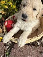 Blizzard , a male Goldendoodle for sale in Virginia, VA – 10 of 10