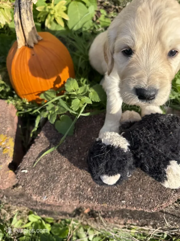 Jasper – Goldendoodle puppy for sale in Virginia, VA