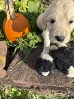 Jasper, a male Goldendoodle for sale in Virginia, VA – 1 of 10