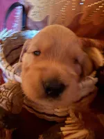 Princess , a female Golden Retriever for sale in Virginia, VA – 5 of 10
