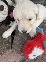 Nipper, a male Goldendoodle for sale in Virginia, VA – 5 of 10