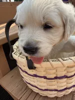 Snowflake , a female English Cream Golden Retriever for sale in Virginia, VA – 10 of 10