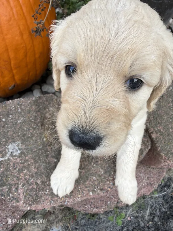 Jasmine  – Goldendoodle puppy for sale in Virginia, VA