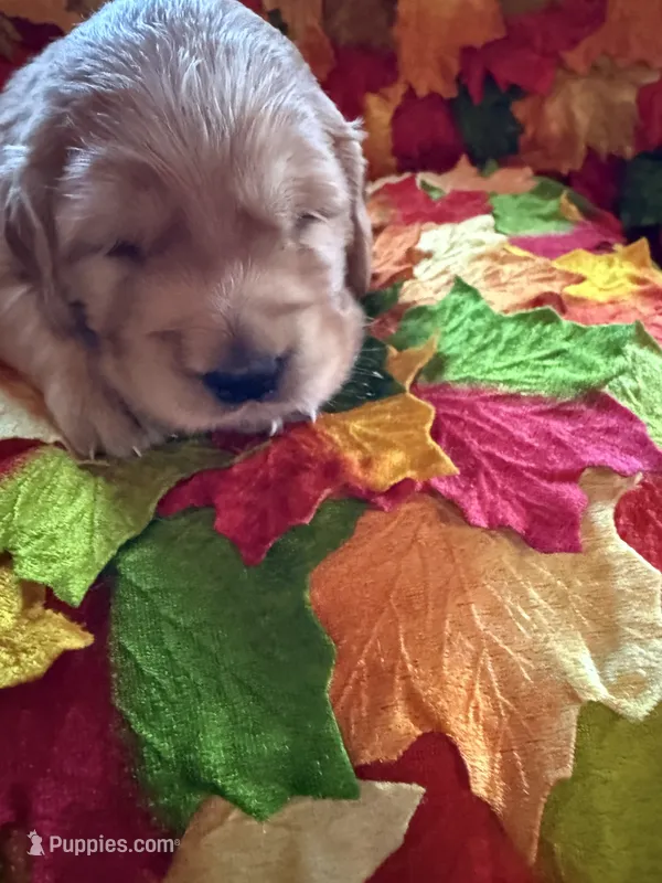 Prince  – Golden Retriever puppy for sale in Virginia, VA