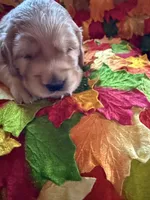 Prince , a male Golden Retriever for sale in Virginia, VA – 1 of 10
