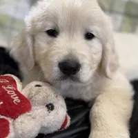 Yukon, a male English Cream Golden Retriever for sale in Virginia, VA – Photo 6 of 10