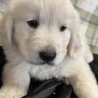Yukon, a male English Cream Golden Retriever for sale in Virginia, VA – Photo 3 of 10