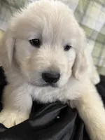 processed/36cda0e7-7ad8-468d-aa45-a7eb489224db/listing/4b092de1-45fc-4a34-b9f7-fd7646a3bd99/088de3d8-d808-4d80-81ef-c99a1d69c4c3