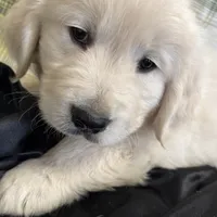 Yukon, a male English Cream Golden Retriever for sale in Virginia, VA – Photo 7 of 10