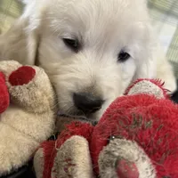 Yukon, a male English Cream Golden Retriever for sale in Virginia, VA – Photo 1 of 10