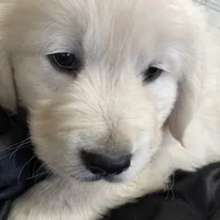 Yukon, a male English Cream Golden Retriever for sale in Virginia, VA – Photo 4 of 10