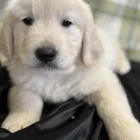 Yukon, a male English Cream Golden Retriever for sale in Virginia, VA – Photo 9 of 10