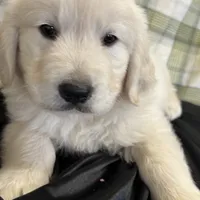Yukon, a male English Cream Golden Retriever for sale in Virginia, VA – Photo 5 of 10