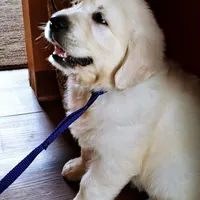 Yukon, a male English Cream Golden Retriever for sale in Virginia, VA – Photo 2 of 10