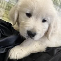 Yukon, a male English Cream Golden Retriever for sale in Virginia, VA – Photo 8 of 10