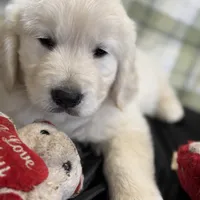 Yukon, a male English Cream Golden Retriever for sale in Virginia, VA – Photo 10 of 10